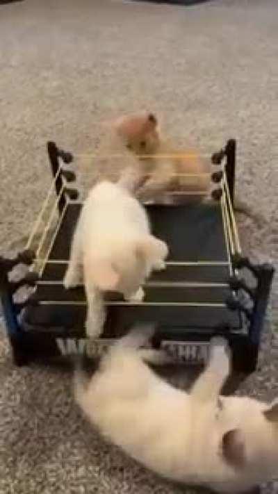 Cat Fight videos