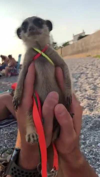 I'm not sure what animal this is but I want one!