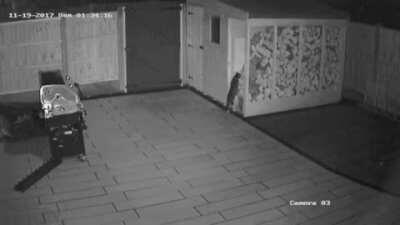 Cat attempts to climb a pile of firewood