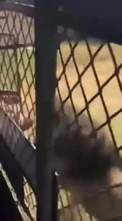 Lion attacks and drags away a man