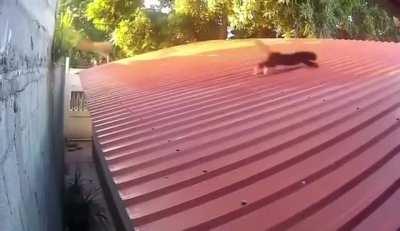 This cat have a 200 IQ