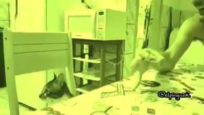 Majik🙀 sarap pag tripan Ang pusa😹