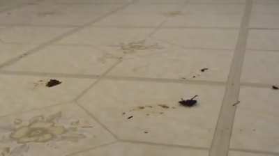 absolutely HOT peeptoe pumps step on and flatten unworthy bugs