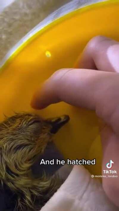 No es un meme pero lo necesitas [creditos a u/Comousoelreddit me encontre el video en el reddit de dylantero y lo respostie aqui ]