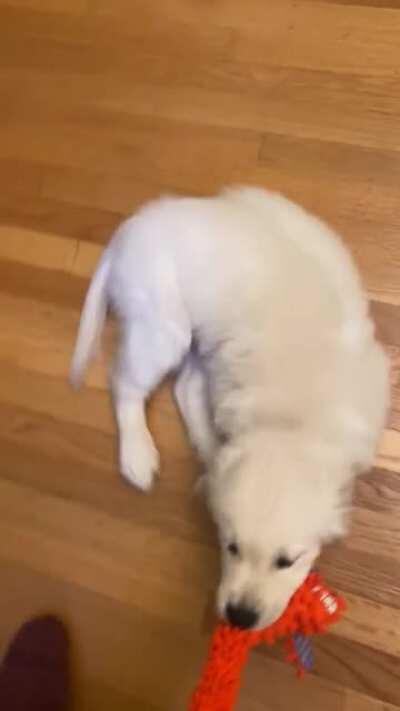 Tug-o-war is not his strongest suit