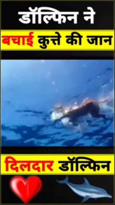 🤣🤣🤣🤣🤣🤣🤣🐬🐬🐬🐬🐬🐬