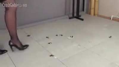 Masha roach stomp CG