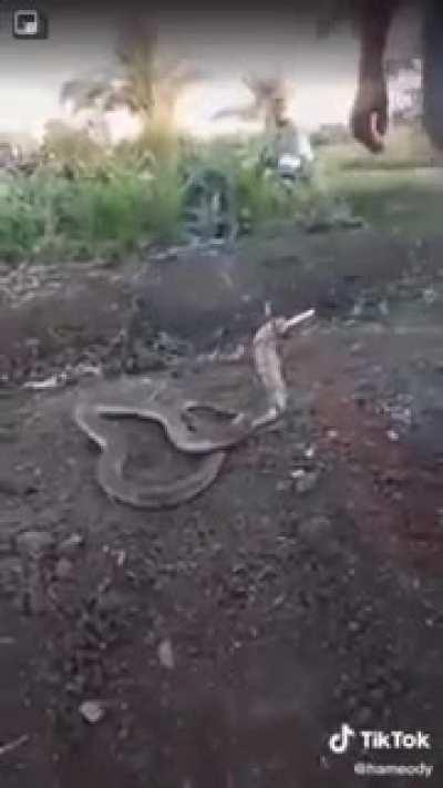 Snake, be careful. Smoking is very harmful to health and causes death😂