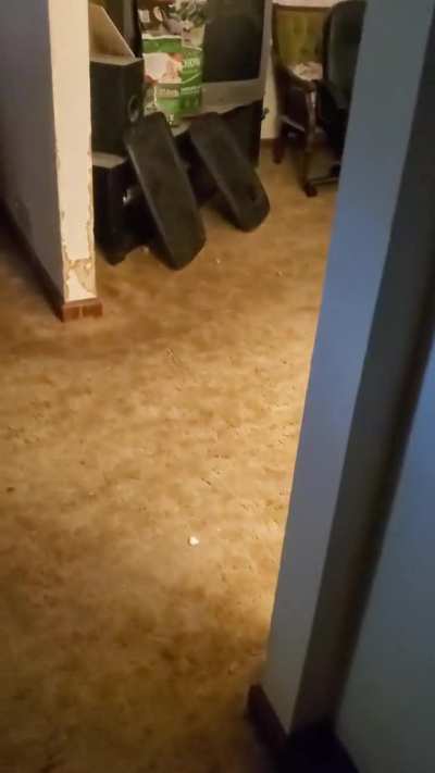 My dog grabs pillows and blankets every time I come in the room