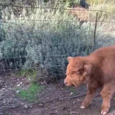 Fluffy cows meet a new friend