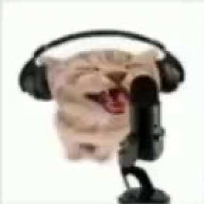 cat of the day 39 (he is o)