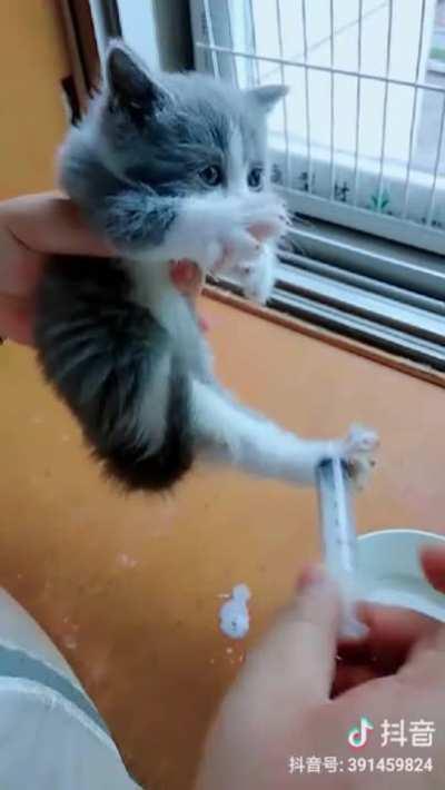 How funny this kitten drinks milk ... =))