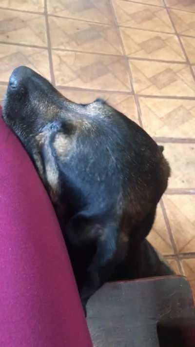 Esse cachorrinho sumiu😔ele era um amor,mt carinhoso e educado