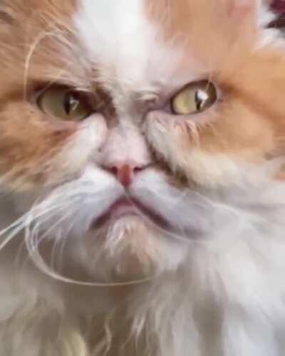 Nobody expects the Feline Inquisition!