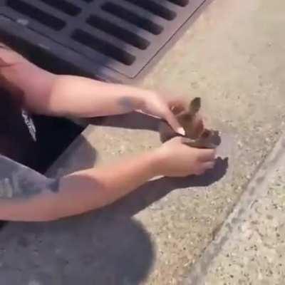 Sick woman abducts ducklings from defenceless mother