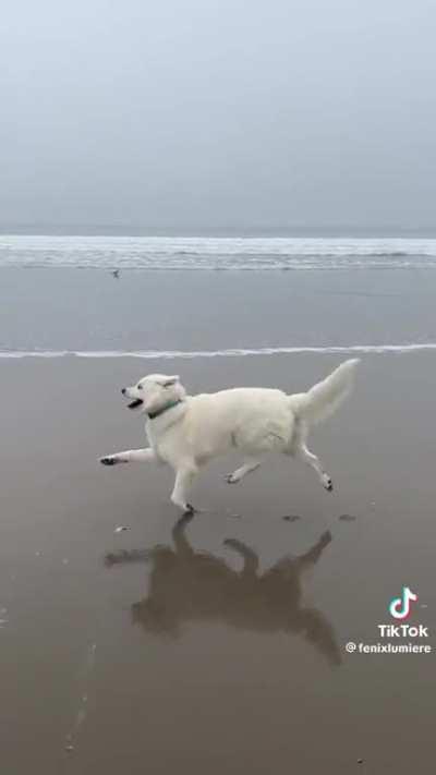 Do the hustle ... with a pup! ❤️