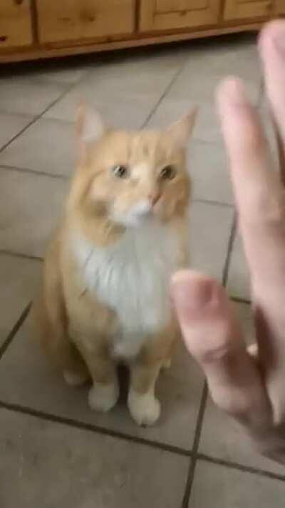 Very one be posting their pets heres mine with a trick