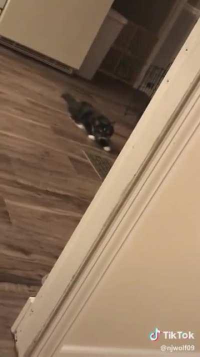 That cat had a mission