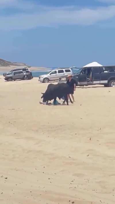 Woman attacked by bull on Mexico beach after ignoring warnings 