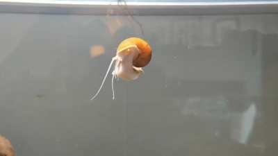 And he sticks the landing!