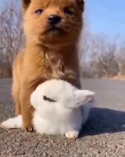 ViCiOuS mUrdEr rAbBiT rIpS pUpPy'S sToMaCh ApArT aNd UsEs It As A nEw HoMe