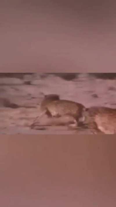 the pinnacle of evolution