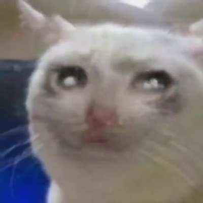 Thanks i hate singing sad cat