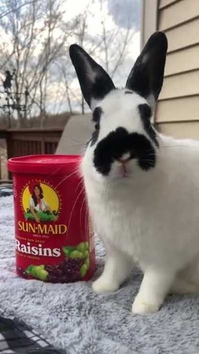 BunBun’s modeling debut for famous client, Sun-Maid Raisins.