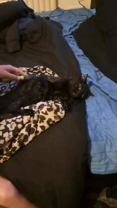 My cat peed in his carrier, in the vet's waiting room.