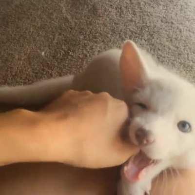 The fox cub likes to be petted