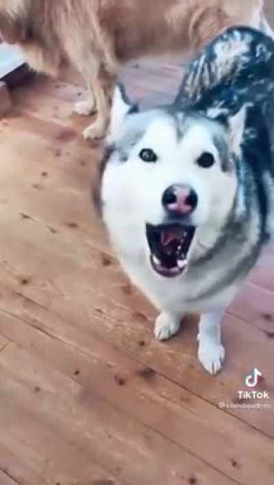 this is the funniest thing i've seen all week