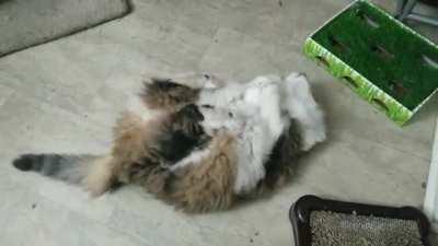 Fluffy cat loves her new ball