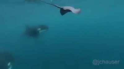 🔥 orca being a bully