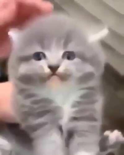 C̷̰̠̠͓̯͕͔͛̈́͑̉͗̀̅̀͒̓͒͘at.