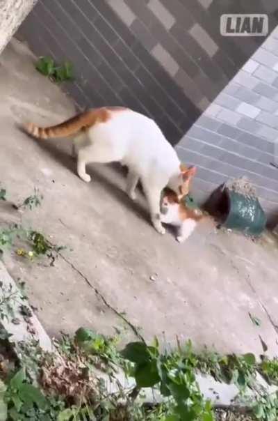 A kitten had gone lost!!