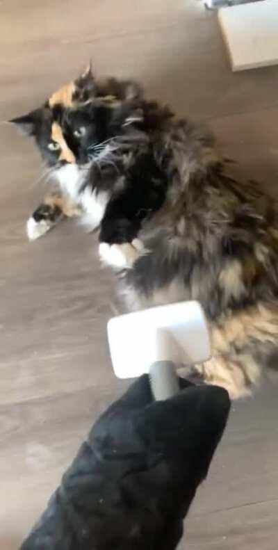 Kitten hates brushes