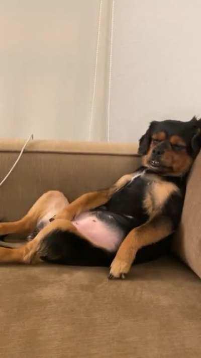 shhhh the boss is sleeping .