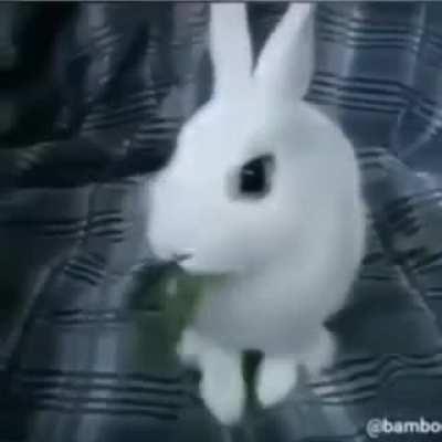 bugs bunny hit rock bottom