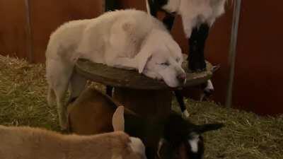 He didn’t want to be caught laying down on the job apparently? 😂