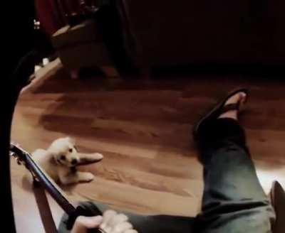 My sweet Hudson crossed the rainbow bridge last night after 11 wonderful years with us. I posted this video on Reddit a while back when he was a puppy. I hope it still provides smiles like he always has. 