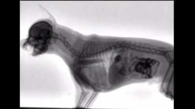 X-ray of a dog eating food.