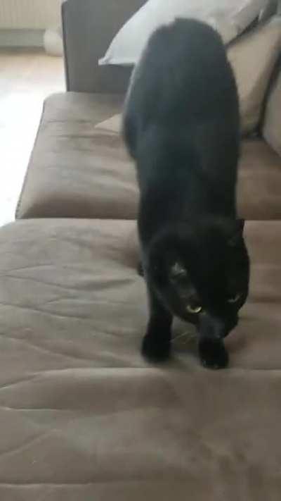 Shakey has ataxia, his stretches are super cute!