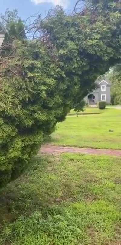 WCGW using a gutter to lift a tree
