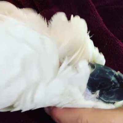 35yo resort rescue who prefers dad finally let me love on her for the first time ❤️❤️😍😍