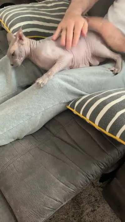 Cleo loves the bongo’s, and the slapping sound is very satisfying.