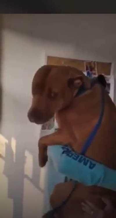 This dog was reunited with its owner after being stolen with the owner's car. Someone found the dog and brought it to a shelter.