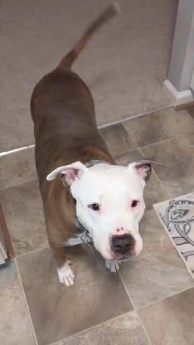 Flower's new trick, Kanga