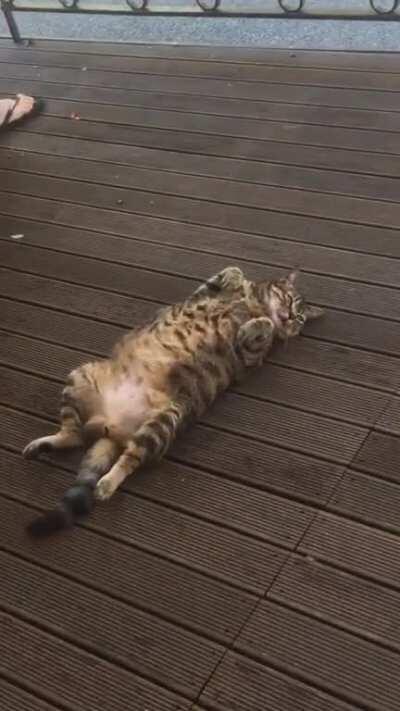 My chonker enjoying the morning breeze
