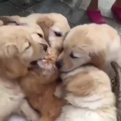 we wuv you