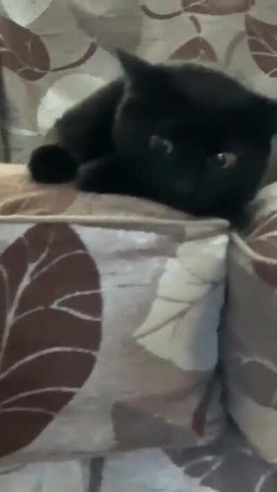 Sorry for the shaky camera work but was about to lose a limb **Reposted without sound**